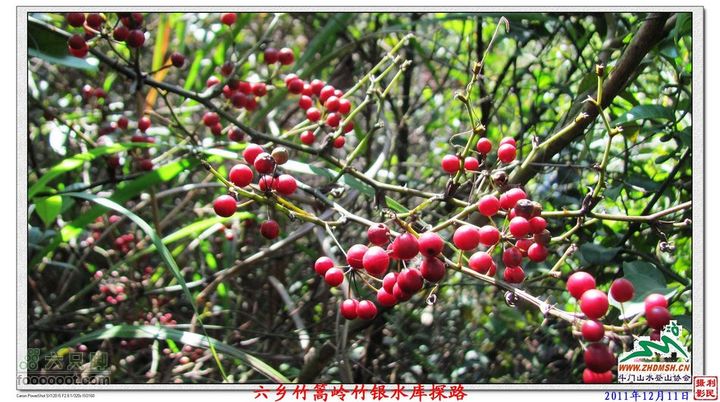 2011年12月11日六乡竹篙岭竹银水库探路竹篙岭_048