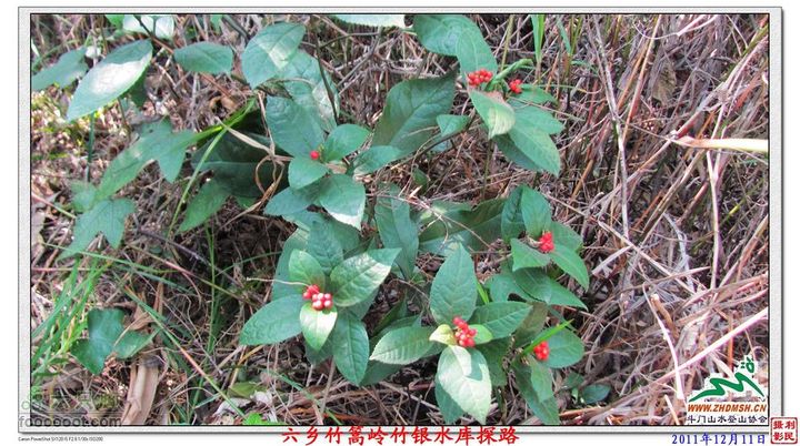 2011年12月11日六乡竹篙岭竹银水库探路竹篙岭_049