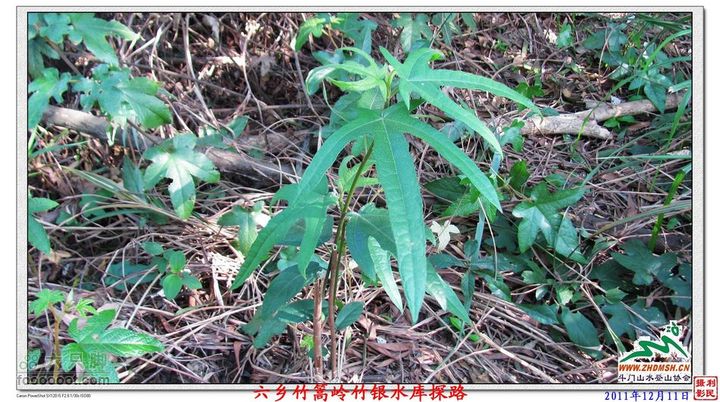 2011年12月11日六乡竹篙岭竹银水库探路竹篙岭_051