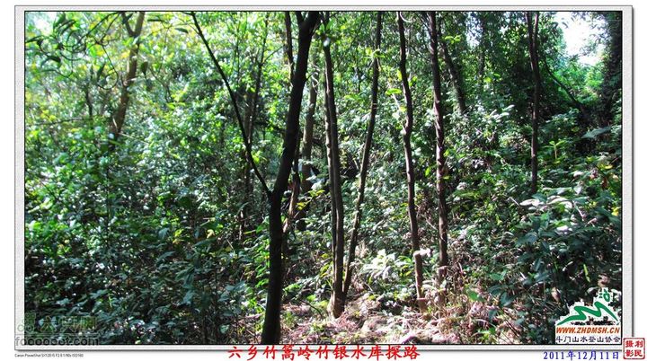 2011年12月11日六乡竹篙岭竹银水库探路竹篙岭_058