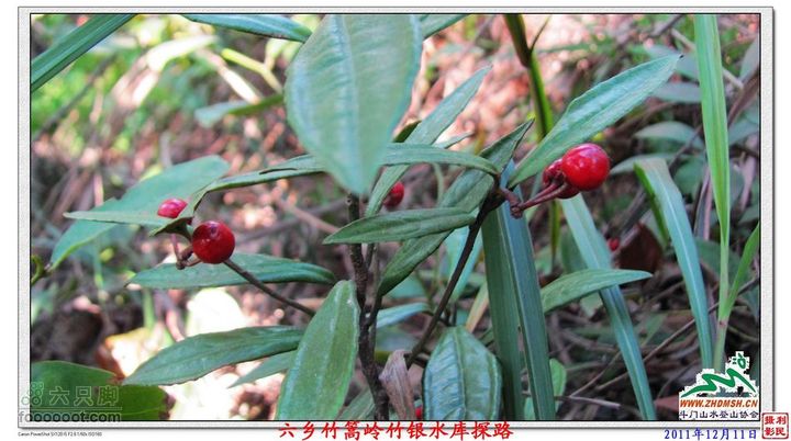 2011年12月11日六乡竹篙岭竹银水库探路竹篙岭_060