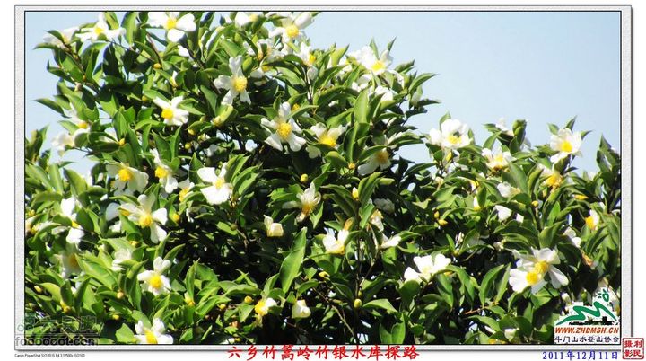 2011年12月11日六乡竹篙岭竹银水库探路竹篙岭_061