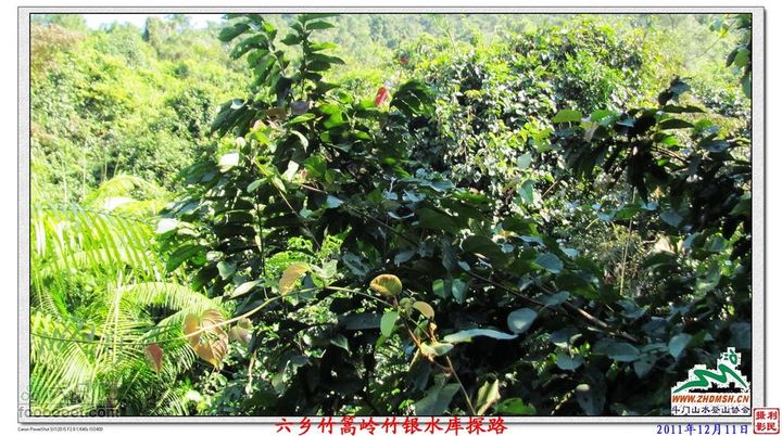 2011年12月11日六乡竹篙岭竹银水库探路竹篙岭_070