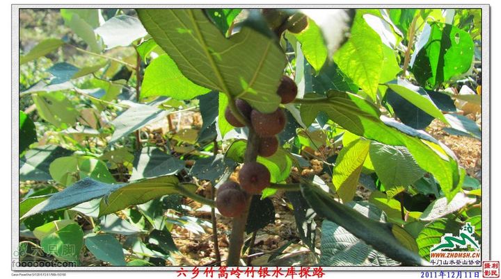 2011年12月11日六乡竹篙岭竹银水库探路竹篙岭_071