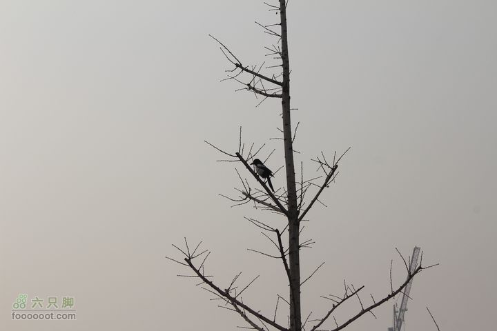 汾河公园环游IMG_5698