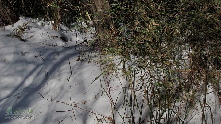 【西南步兵】高山草甸踏雪IMG_1238