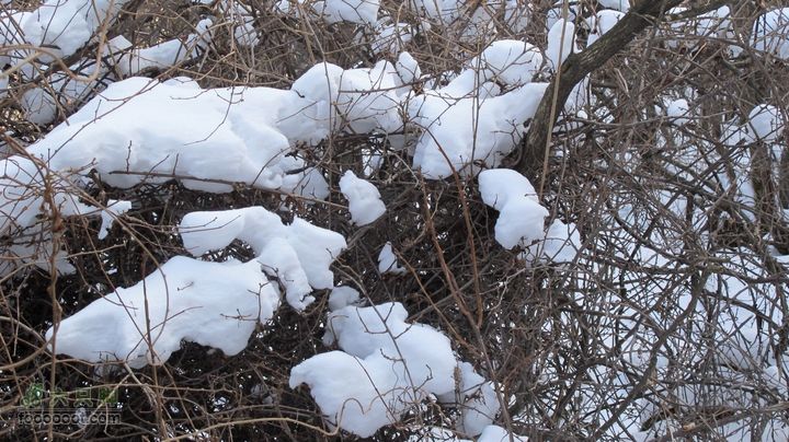 【西南步兵】高山草甸踏雪IMG_1284