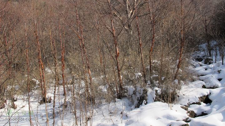 【西南步兵】高山草甸踏雪IMG_1288