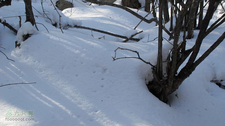 【西南步兵】高山草甸踏雪IMG_1296