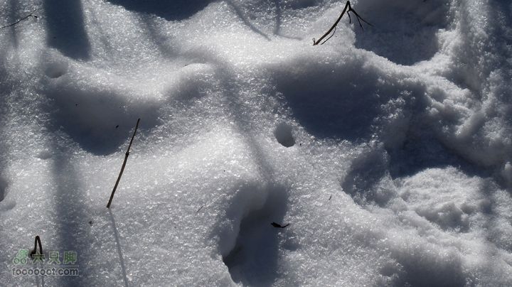 【西南步兵】高山草甸踏雪IMG_1299