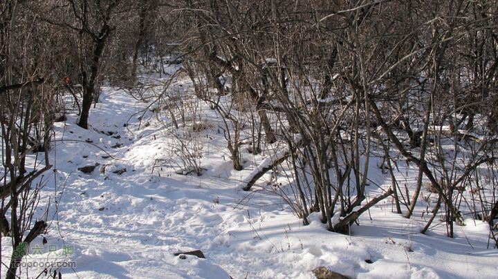 【西南步兵】高山草甸踏雪IMG_1302