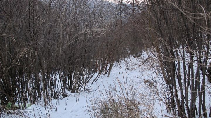 【西南步兵】高山草甸踏雪IMG_1364