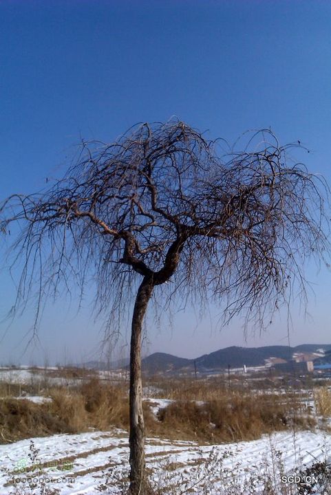 龙首山_八三油库IMAG0253-1