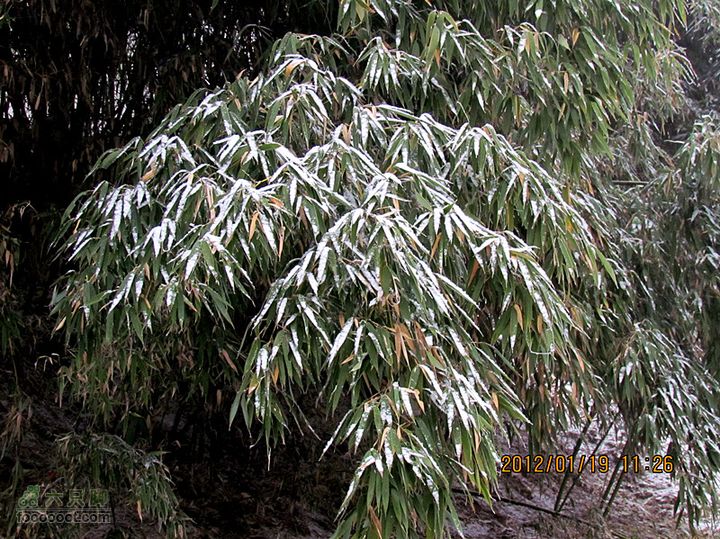 01.19 冒雪踏辛口2012.1.19辛口峪 129_副本