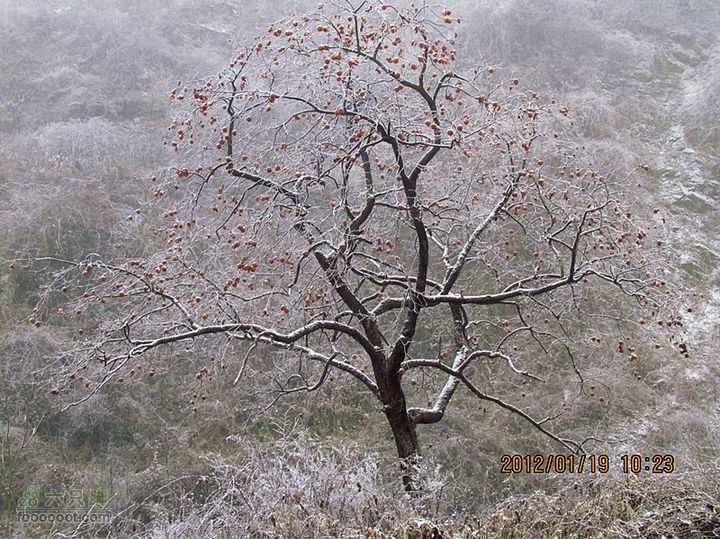 01.19 冒雪踏辛口2012.1.19辛口峪 069_副本