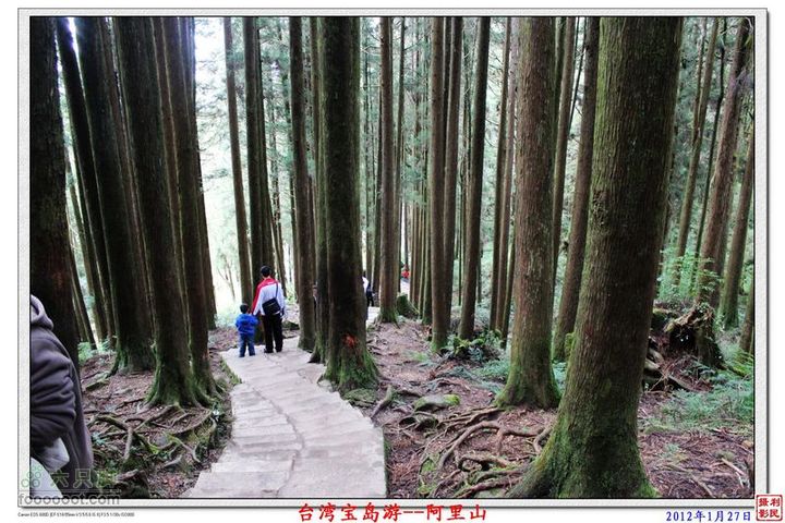 2012年1月27日台湾宝岛游--阿里山阿里山_21