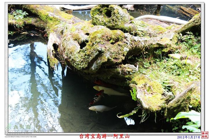 2012年1月27日台湾宝岛游--阿里山阿里山_23