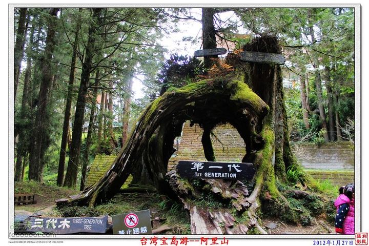 2012年1月27日台湾宝岛游--阿里山阿里山_25