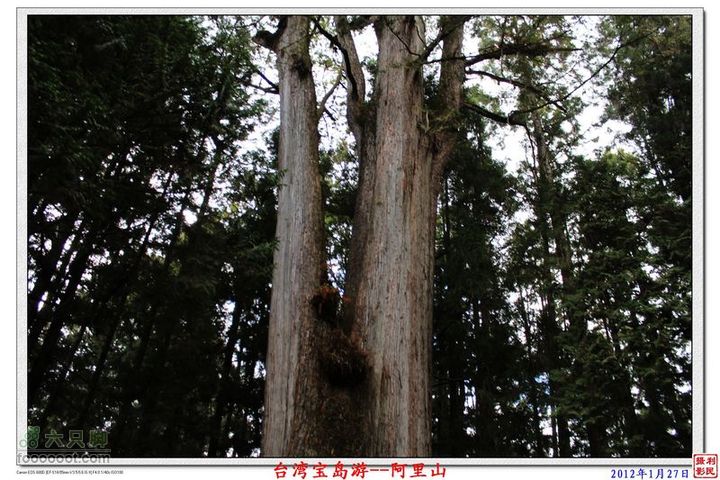 2012年1月27日台湾宝岛游--阿里山阿里山_28