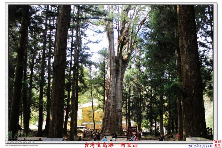 2012年1月27日台湾宝岛游--阿里山阿里山_30