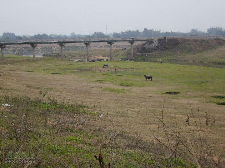 120205_再騎東江兩岸_橫瀝-蘆洲-觀音閣-泰美-仍圖DSCF1436