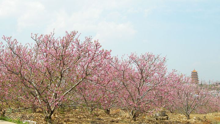 2月12日骑行蒙自打马坎-上清水-何家寨万亩石榴园里的桃花