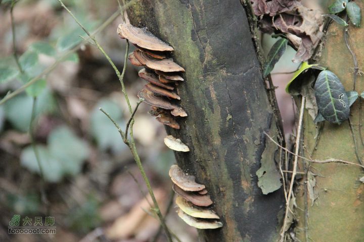 阳春穿越望高尖IMG_6715