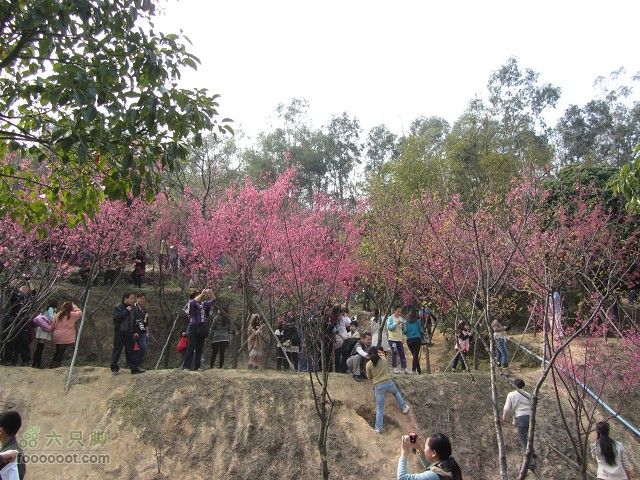 2012.2.19.用海鸟与车友去番禺黄山鲁森林公园看樱花IMG_7209_眸目压缩