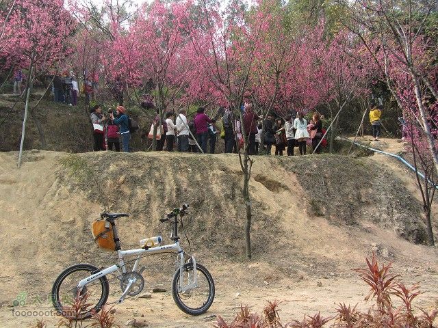 2012.2.19.用海鸟与车友去番禺黄山鲁森林公园看樱花IMG_7234_眸目压缩
