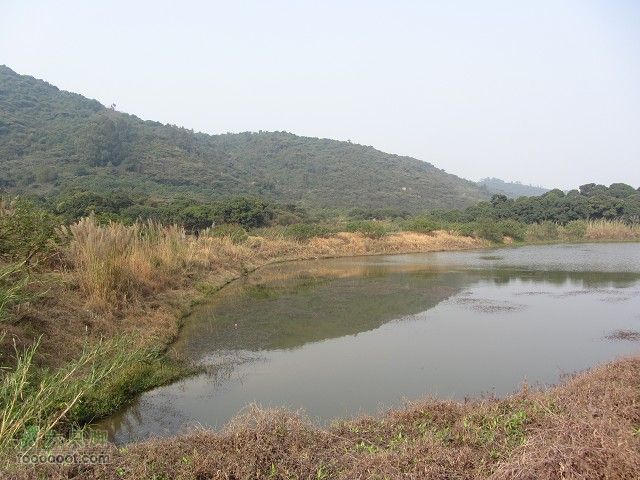 2012.2.19.用海鸟与车友去番禺黄山鲁森林公园看樱花IMG_7298_眸目压缩