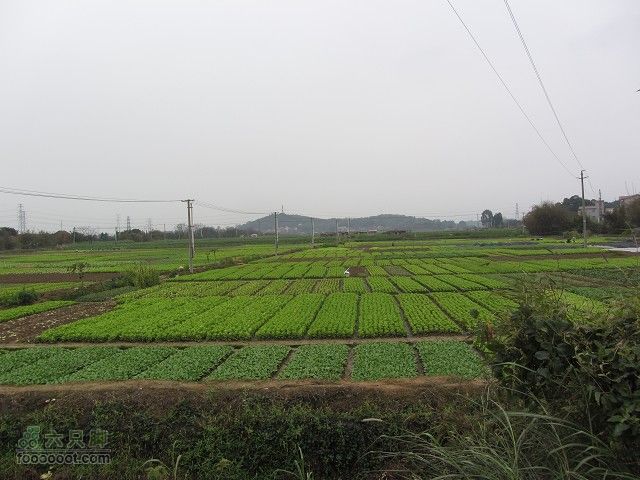 2012.3.10.周六骑台JAVA山地14寸去高明看油菜花IMG_7559_眸目压缩