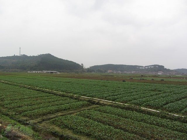2012.3.10.周六骑台JAVA山地14寸去高明看油菜花IMG_7572_眸目压缩