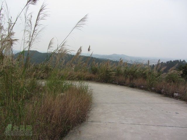 2012.3.10.周六骑台JAVA山地14寸去高明看油菜花IMG_7578_眸目压缩