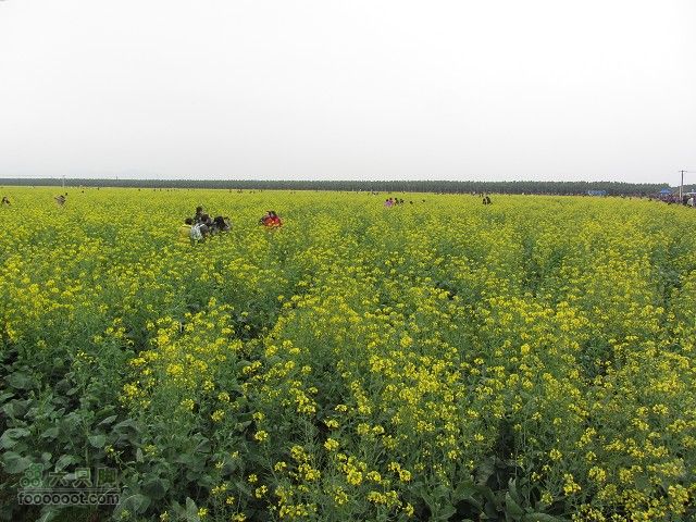 2012.3.10.周六骑台JAVA山地14寸去高明看油菜花IMG_7594_眸目压缩