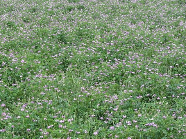 2012.3.10.周六骑台JAVA山地14寸去高明看油菜花IMG_7661_眸目压缩