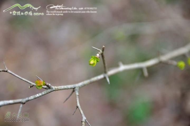 隐龙山龙脊穿越DSC_9384