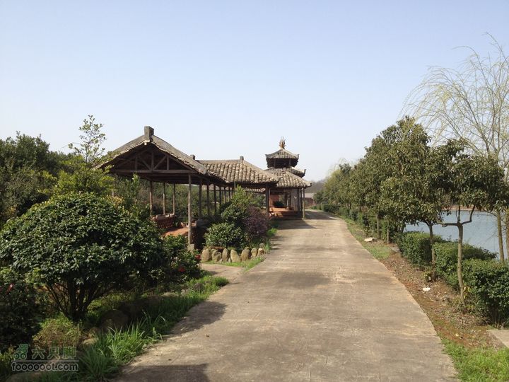 金泉农庄看茶花-西双小组-葡萄园IMG_0783
