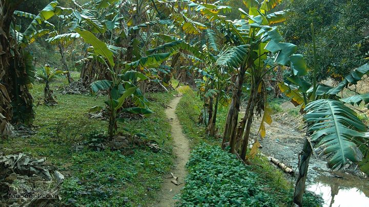 珠海凤凰山_里神前-滚石路-神C-径东山-中大五院-里神前路况