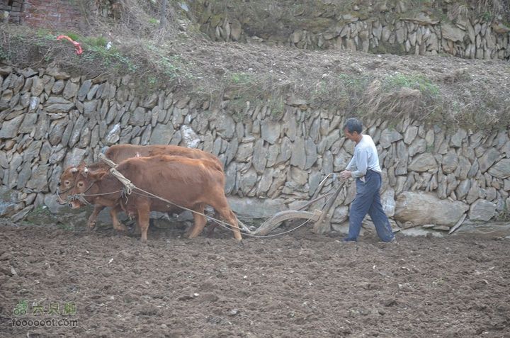 黑龙口到油坊坪DSC_0434