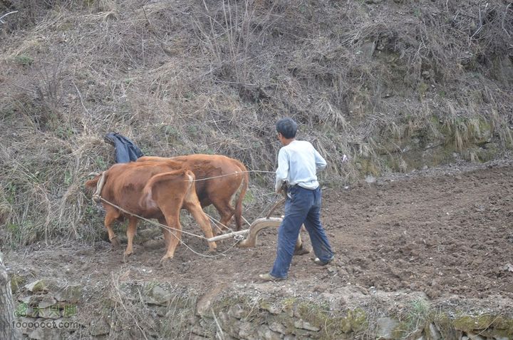 黑龙口到油坊坪DSC_0427