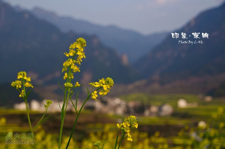 家朋油菜花，荆州小九华(添加一些去年新安江山水画廊的)家朋油菜花-9065