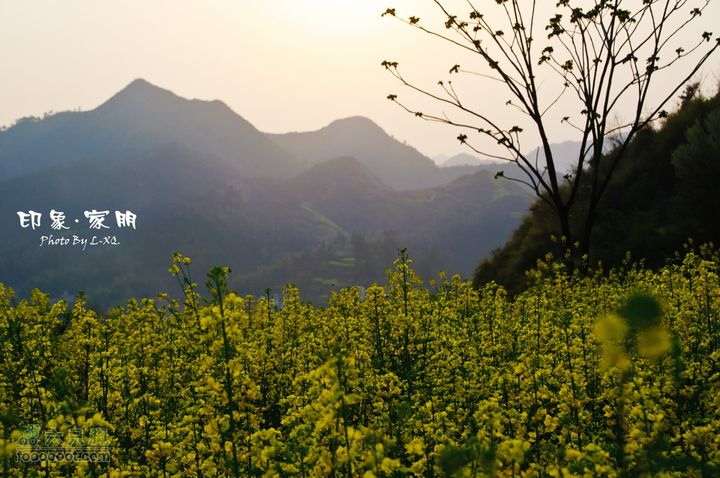 家朋油菜花，荆州小九华(添加一些去年新安江山水画廊的)家朋油菜花-9067