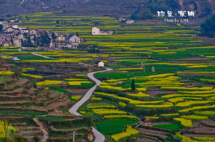 家朋油菜花，荆州小九华(添加一些去年新安江山水画廊的)家朋油菜花-9097