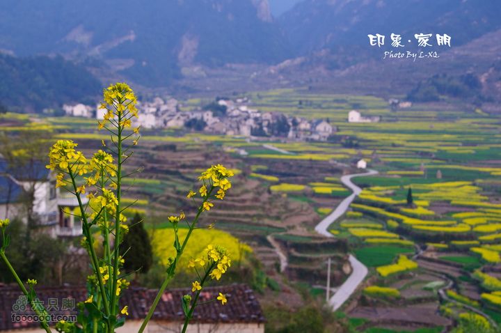 家朋油菜花，荆州小九华(添加一些去年新安江山水画廊的)家朋油菜花-9107
