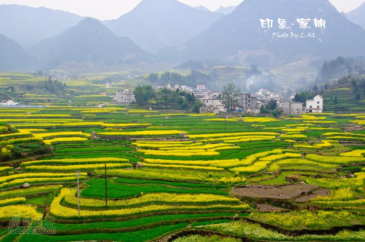 家朋油菜花，荆州小九华(添加一些去年新安江山水画廊的)家朋油菜花-9236