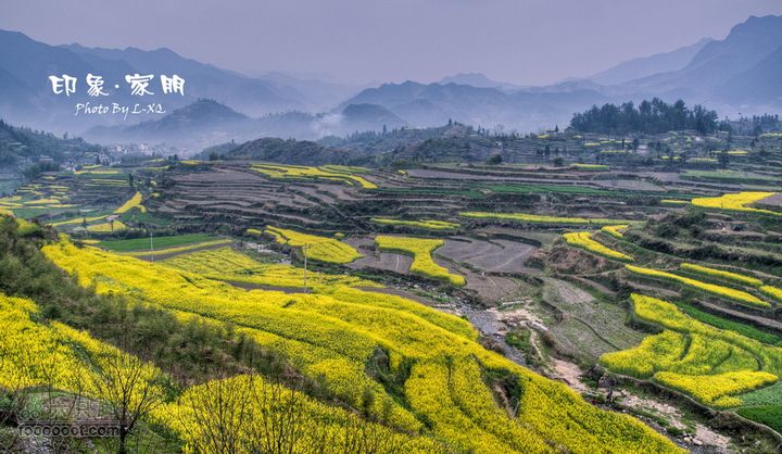 家朋油菜花，荆州小九华(添加一些去年新安江山水画廊的)家朋油菜花-9242