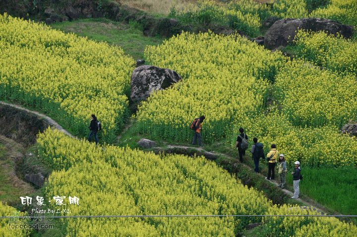 家朋油菜花，荆州小九华(添加一些去年新安江山水画廊的)家朋油菜花-9250