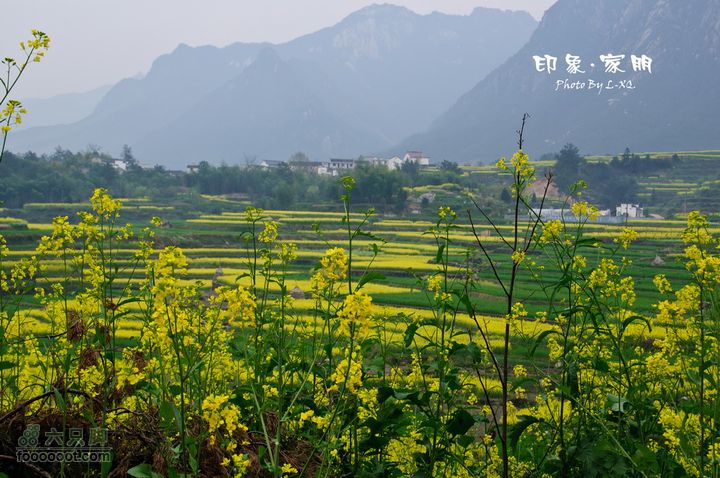 家朋油菜花，荆州小九华(添加一些去年新安江山水画廊的)家朋油菜花-9265