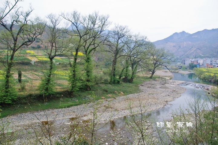家朋油菜花，荆州小九华(添加一些去年新安江山水画廊的)家朋油菜花-9278