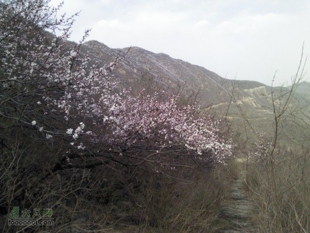 韭园-小狗之家-圈门看山花烂漫远近的山桃花开的真多